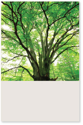 Our Advisors